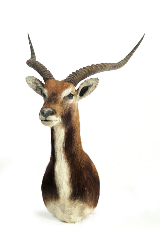 Appraisal: IMPALA TAXIDERMY HEAD MOUNT ''h