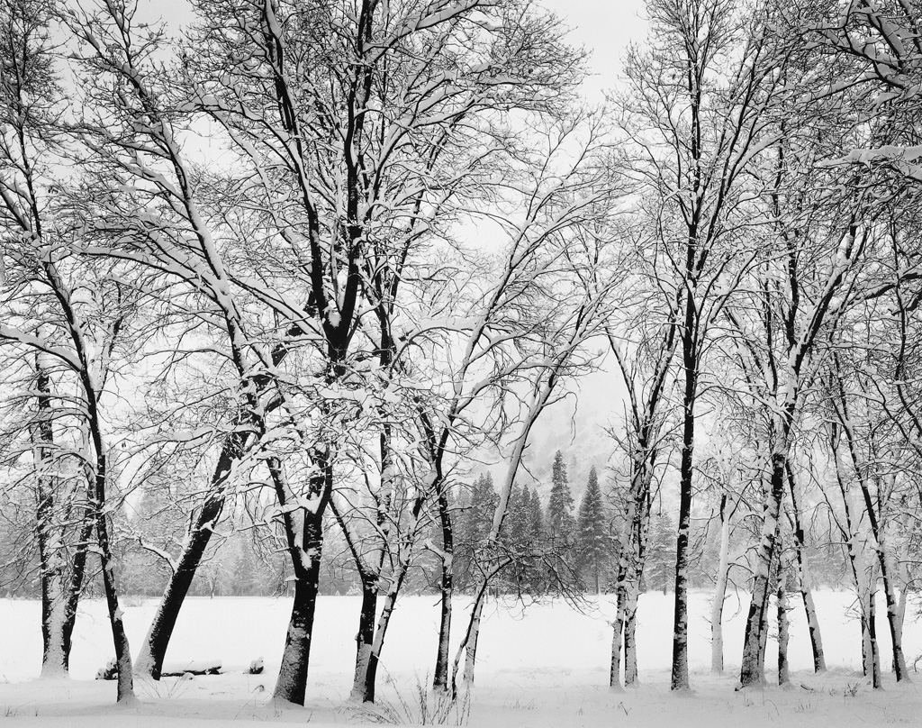 Appraisal: ANSEL ADAMS - Young Oaks in Snow Winter Yosemite National