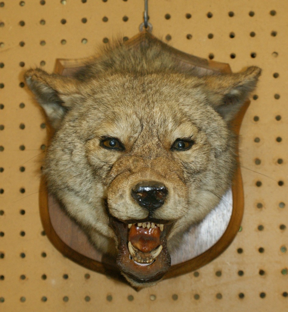 Appraisal: Wolf coyote head mount