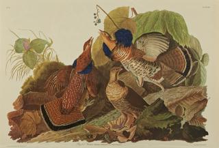 Appraisal: John James Audubon - Ruffed Grouse No Plate Amsterdam edition