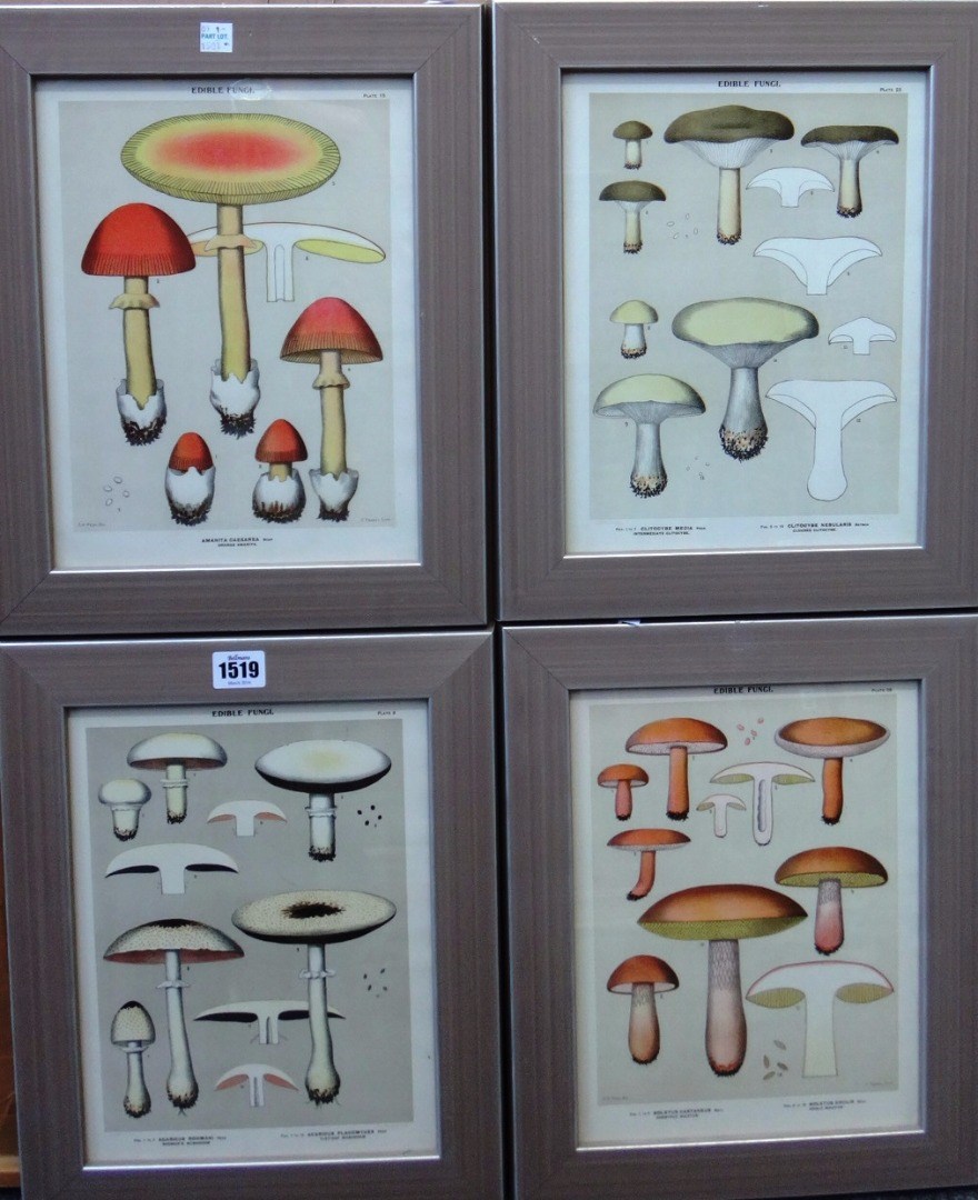 Appraisal: After Charles Peck Edible Mushrooms a set of twelve chromolithographs