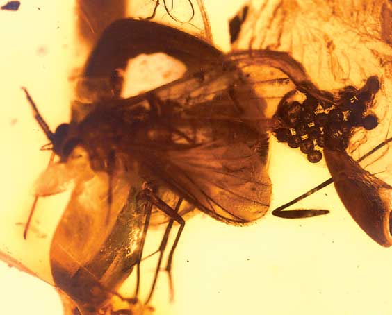 Appraisal: AN EXTREMELY RARE AMBER SPECIMENT Diptera sp Oligocene Baltic Sea