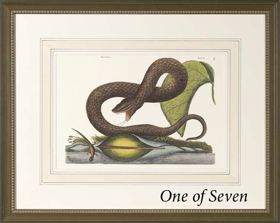 Appraisal: After Mark Catesby British - Snakes suite of seven chromolithographs