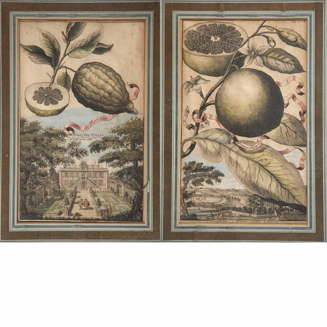 Appraisal: Artist Unknown CITRUS FRUIT STUDIES Two hand-colored engravings from Johann