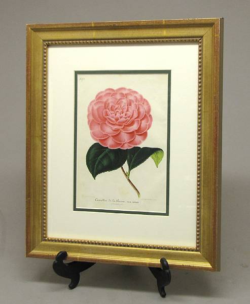 Appraisal: Four Belgian framed botanical prints of camellias after P Stroobant