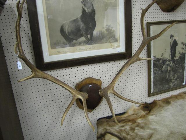 Appraisal: Elk Antler Twelve Point Rack on a plaque style wall