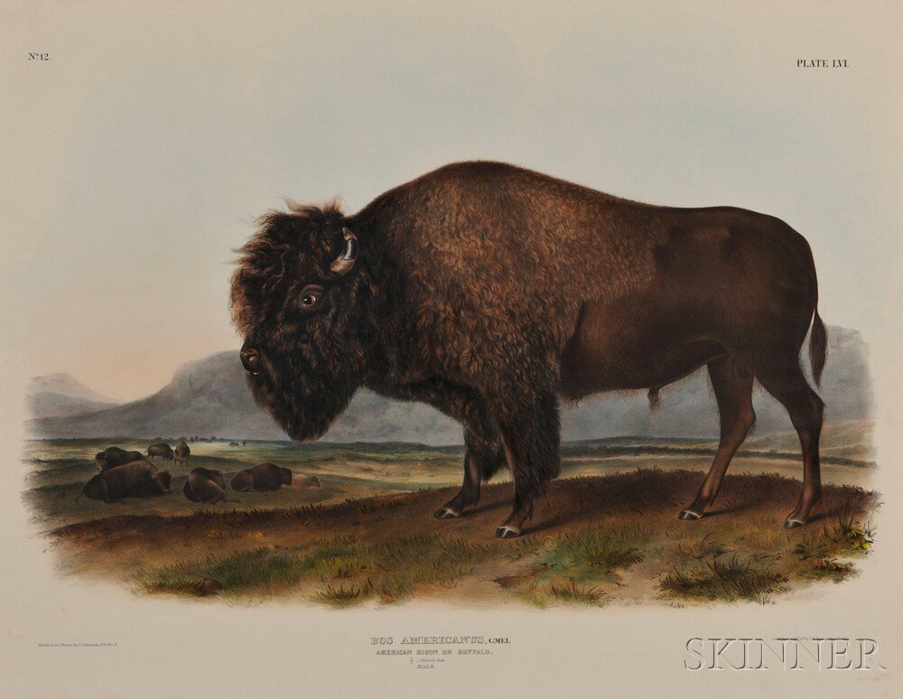 Appraisal: Audubon John James - American Bison Male Plate LVI from