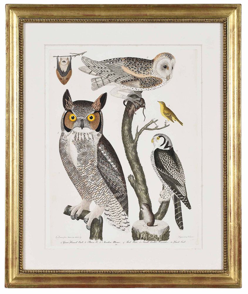 Appraisal: Alexander Wilson British - Plate Great Horned Owl Barn Owl