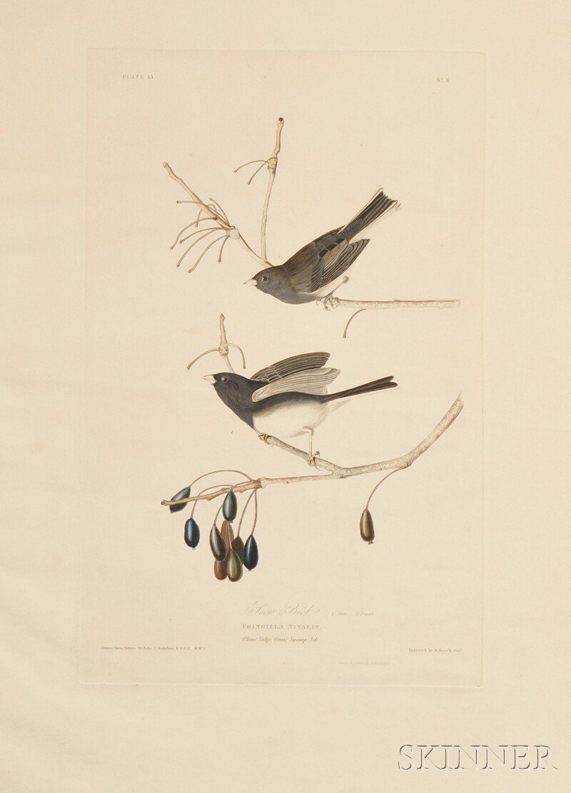 Appraisal: Audubon John James - Snow Bird from Birds of America