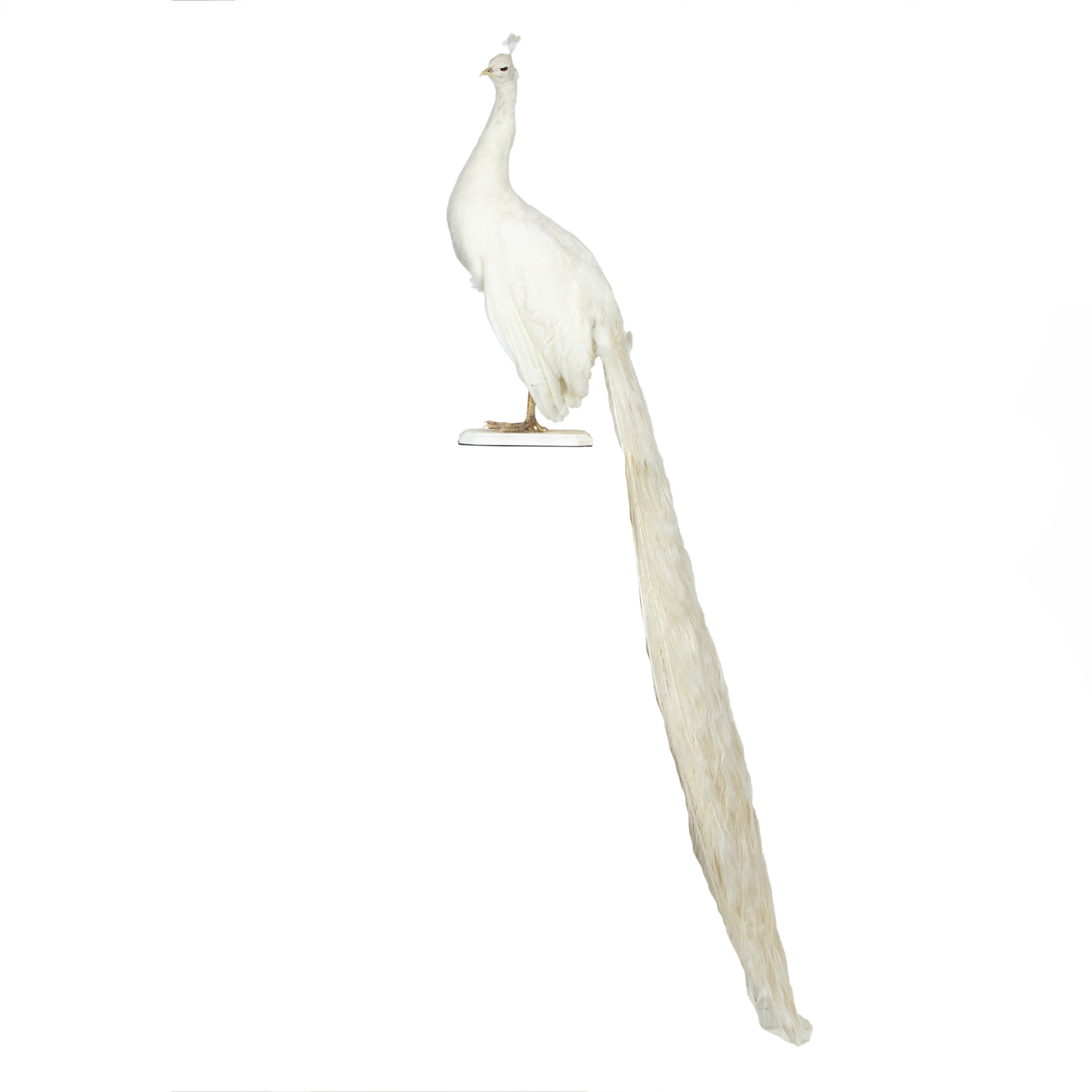 Appraisal: A LARGE TAXIDERMY TROPHY OF A WHITE PEACOCK OVERALL '