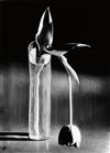 Appraisal: ANDR KERT SZ - Melancholic Tulip Silver print x inches