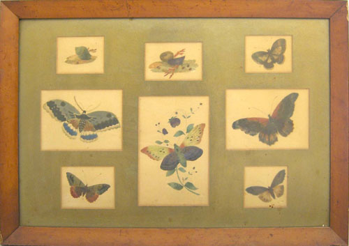 Appraisal: Framed group of English watercolor butterfly and snail studies th