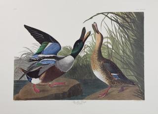 Appraisal: John James Audubon - Shoveller Duck No Plate Amsterdam edition