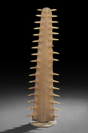 Appraisal: Large and Dramatic White Sawfish Bill mounted vertically on a