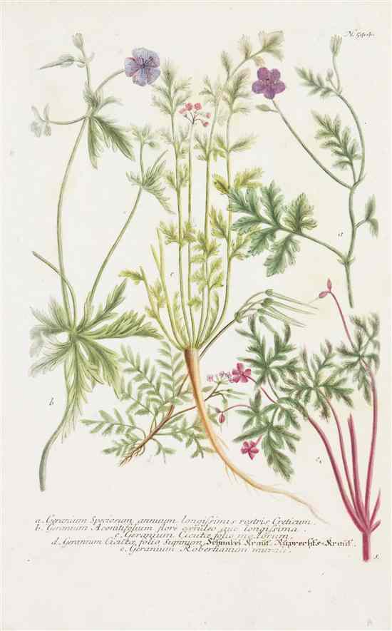 Appraisal: BOTANY GERMAN WEINMANN JOHANN A collection of engravings with hand-coloring