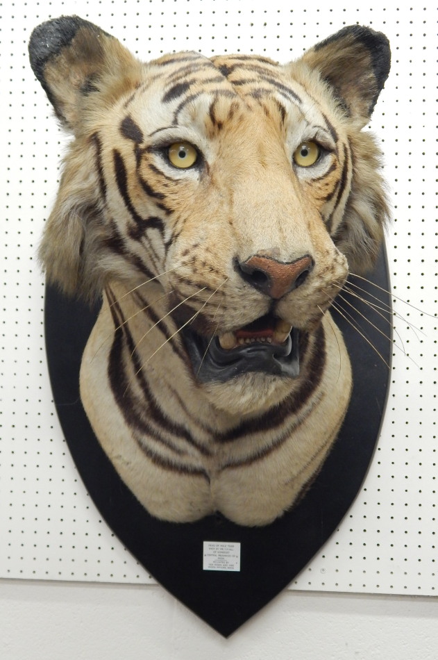 Appraisal: A taxidermied tigers head by Van Ingen and Van Ingen