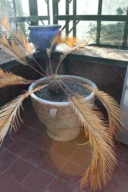 Appraisal: A LARGE PAIR OF TERRACOTTA PLANTERS of waisted form with