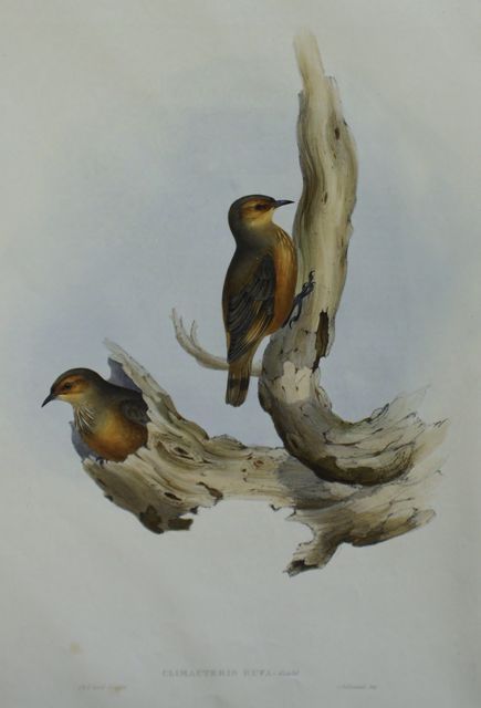 Appraisal: Rufous Tree Creeper Climacteris Rufa Lithograph by Elizabeth Gould