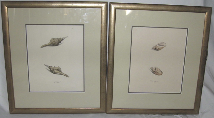 Appraisal: Continental School th Century Seashells pair of hand-colored lithographs sight