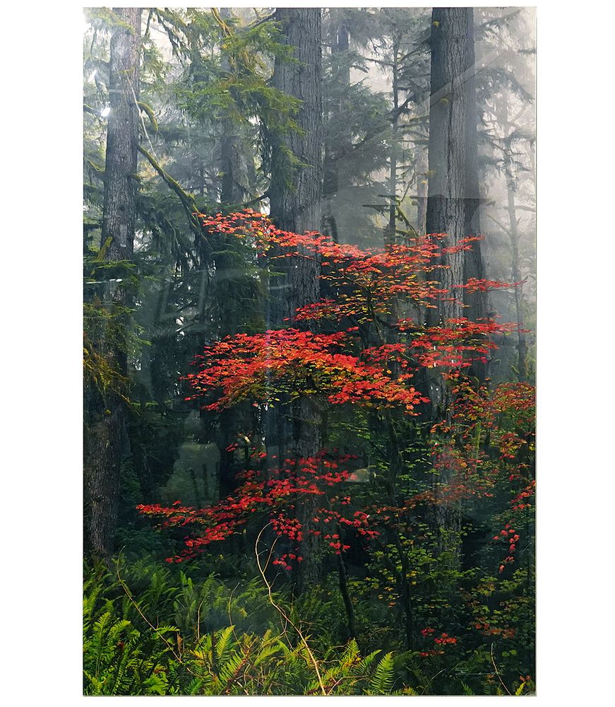 Appraisal: Large Peter Lik 'Splash of Red' Color Photograph Peter Lik