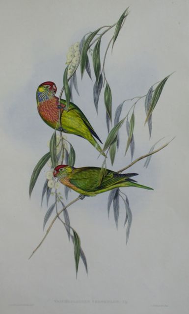 Appraisal: Varied Lorikeet Trichoglossus Versicolor