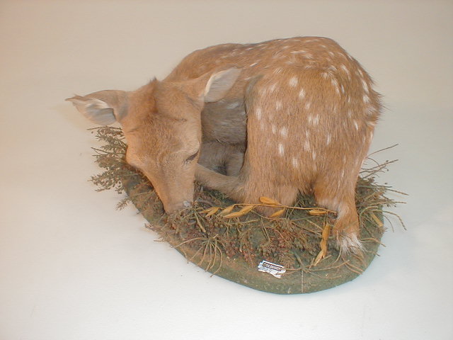 Appraisal: Taxidermy a recumbent fawn on an oval base set with