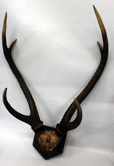 Appraisal: AN OLD SET OF FOUR POINT ANTLERS mounted on a