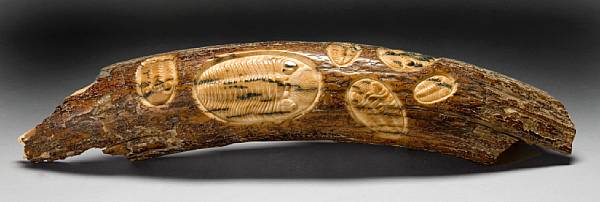 Appraisal: Trilobite Carving on Fossil Mammoth Ivory Alaska Naturally patinated and