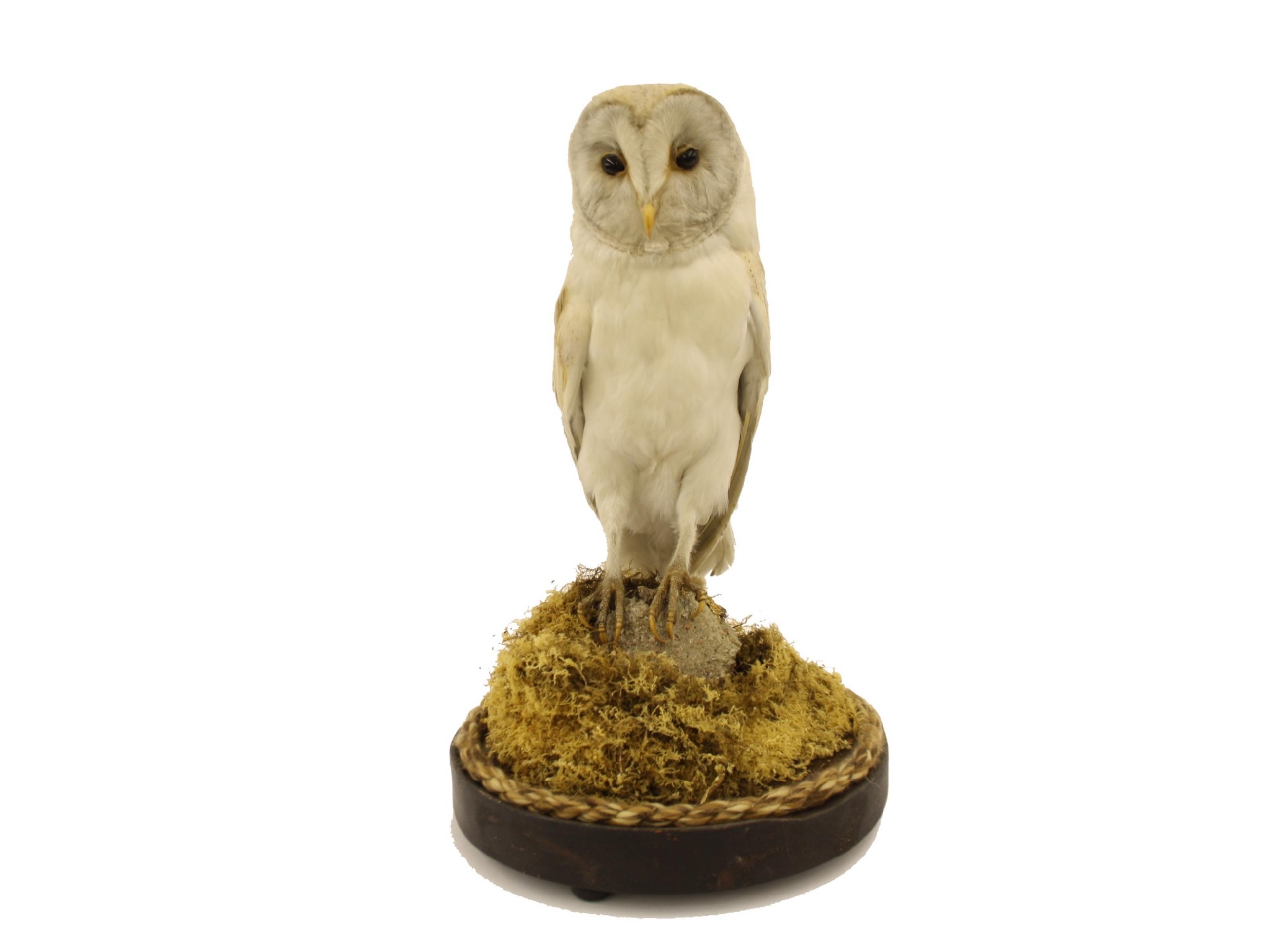 Appraisal: Taxidermy Study - barn owl under a domed glass with