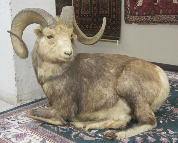 Appraisal: NORTH AMERICAN BIGHORN SHEEP TAXIDERMY MOUNT a full body mount