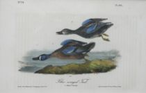 Appraisal: John James Audubon American - Blue-winged Teal number and plate