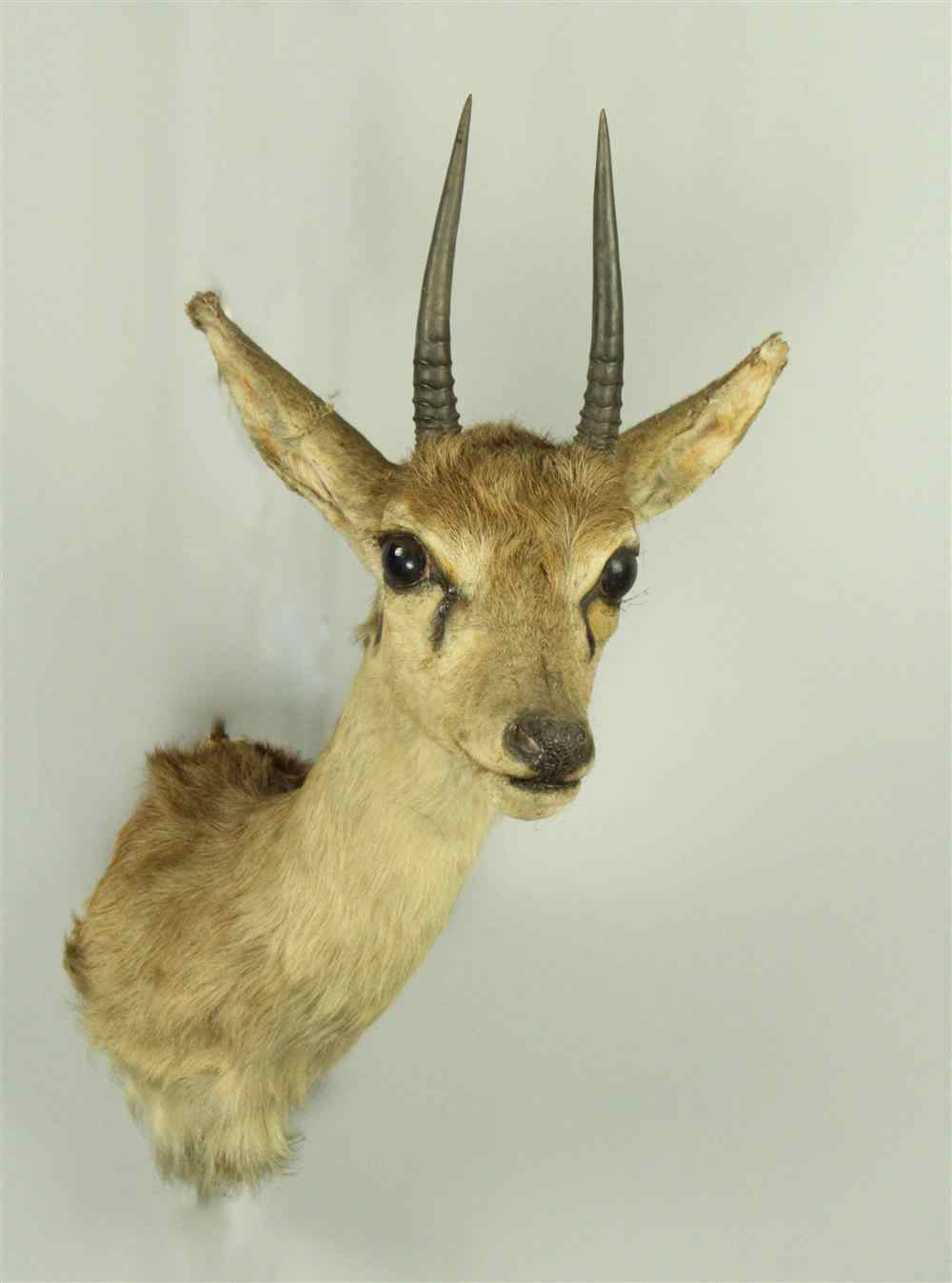 Appraisal: EAST AFRICAN STEENBOK TAXIDERMY SHOULDER MOUNT JONAS BROS from a