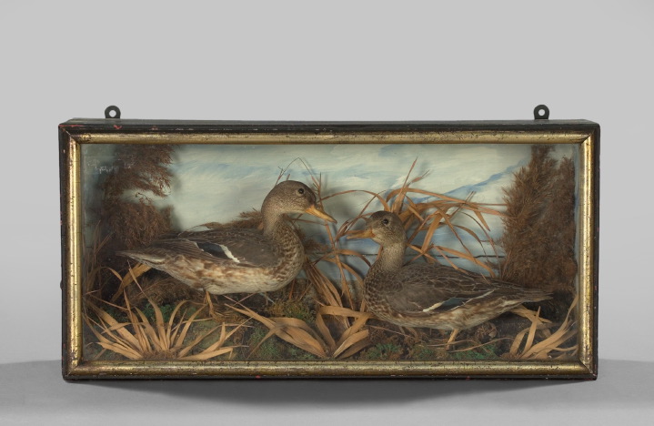 Appraisal: Good Glazed Wooden Diorama of a Pair of Taxidermy Blue-Winged