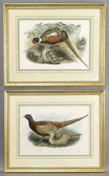 Appraisal: Pr John Gould hand colored lithographs ''Phasianus Shawi Elliot ''