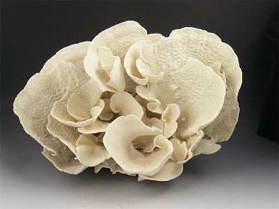 Appraisal: A large piece of coral of spiral leaf form in