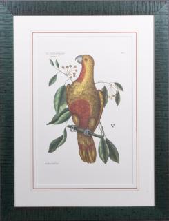 Appraisal: Mark Catesby - The Parrot of Paradise th c after