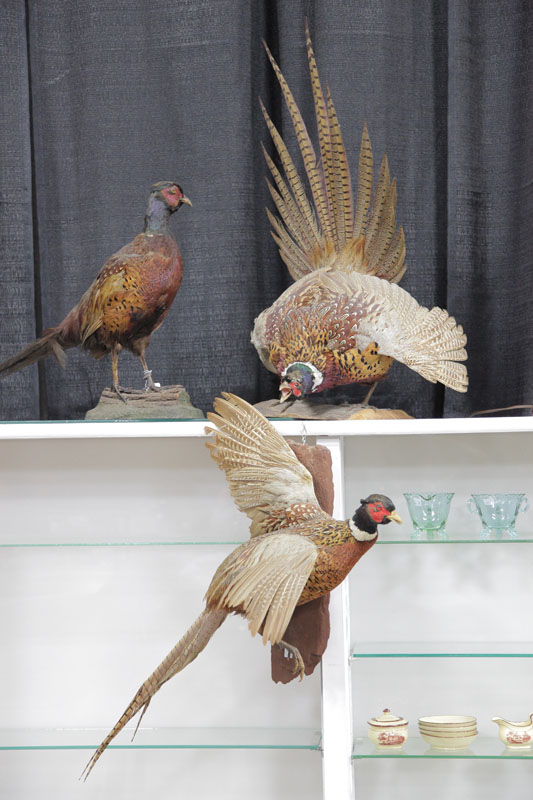 Appraisal: THREE MOUNTED PHEASANTS Mounted on wooden boards as if standing