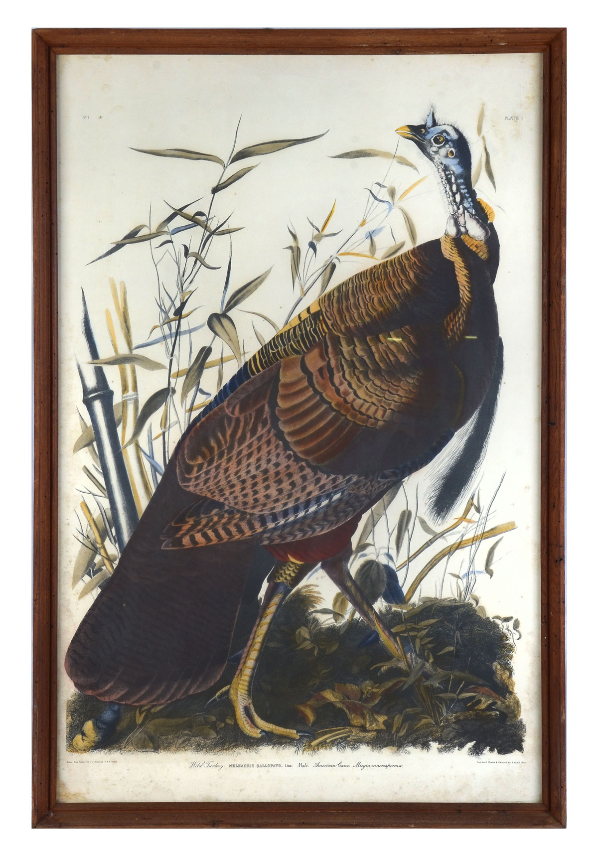 Appraisal: WILD TURKEY PRINT AFTER J J AUDUBON sight size ''