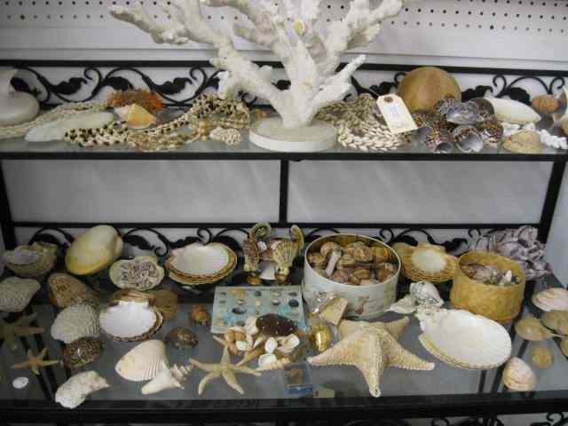 Appraisal: Shell Collection hundreds of pieces including coral nautlilus shells