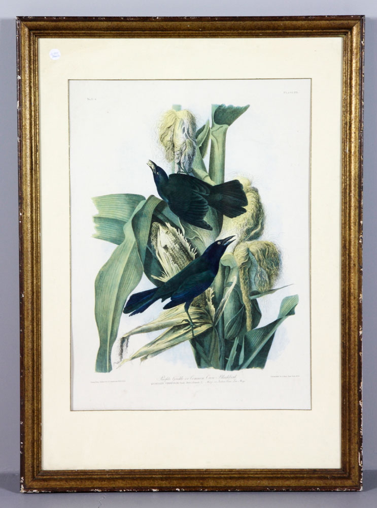 Appraisal: - Bier Purple Grackle Audubon Print J Bier purple grackle