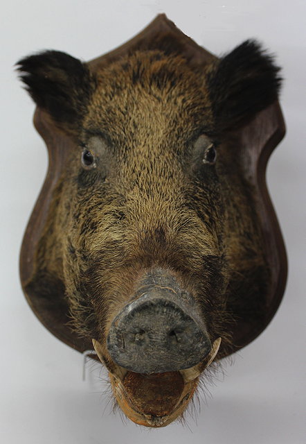 Appraisal: AN OLD BOARS HEAD mounted on an oak shield cm