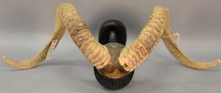 Appraisal: Large ram's horn mount lg in Large ram's horn mount