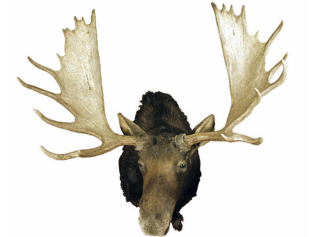 Appraisal: Outstanding shoulder mount Bull Moose Estimate -