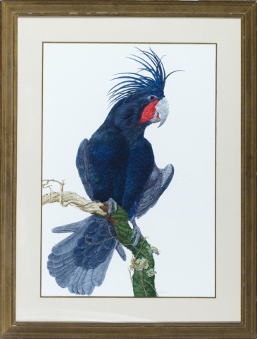 Appraisal: Watercolor of a Palm Cockatoo by Robin Hill Australian-American b