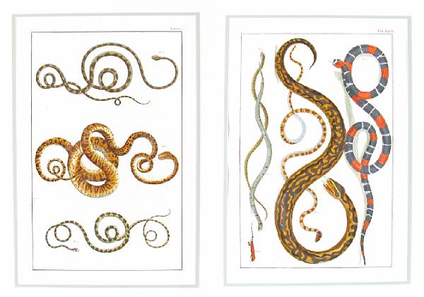 Appraisal: After Albertus Seba Studies of Reptiles Copper engravings with handcoloring