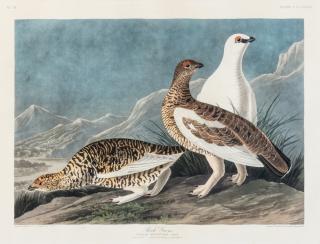 Appraisal: AUDUBON John James - Rock Grous Plate CCCLXVIII Tetrao Rupestris