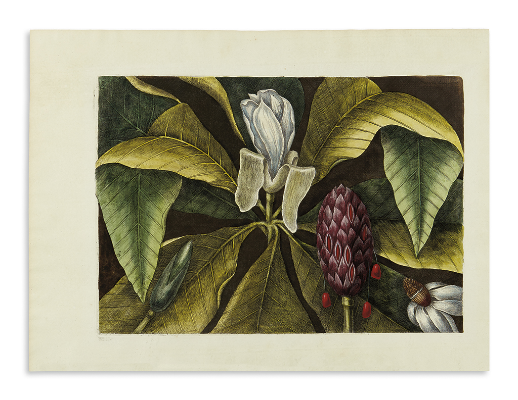 Appraisal: CATESBY MARK Magnolia Amplissima The Umbrella Tree T Hand-colored engraved