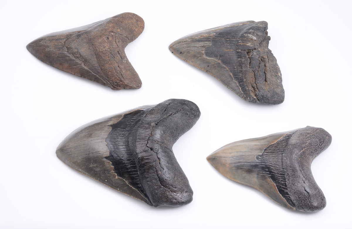 Appraisal: PIECE CARCHAROCLES MEGALODON SHARK TEETH Largest measures '' long overall