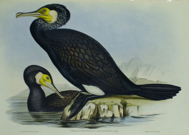 Appraisal: Australian Cormorant Phalacrocorax Carboides