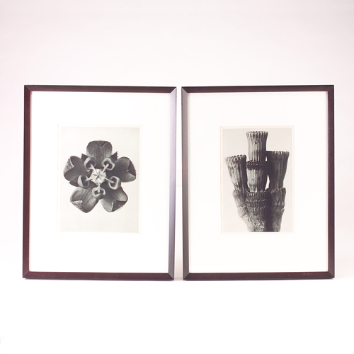 Appraisal: KARL BLOSSFELDT Pair of photogravures of a flower and cactus